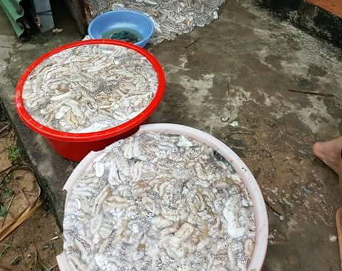 Phú Quốc: Hàng ngàn hải sâm dạt vào bờ, nguy cơ gì?